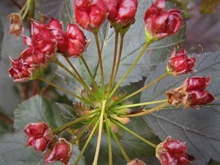 fruit de physocarpus diabolo
